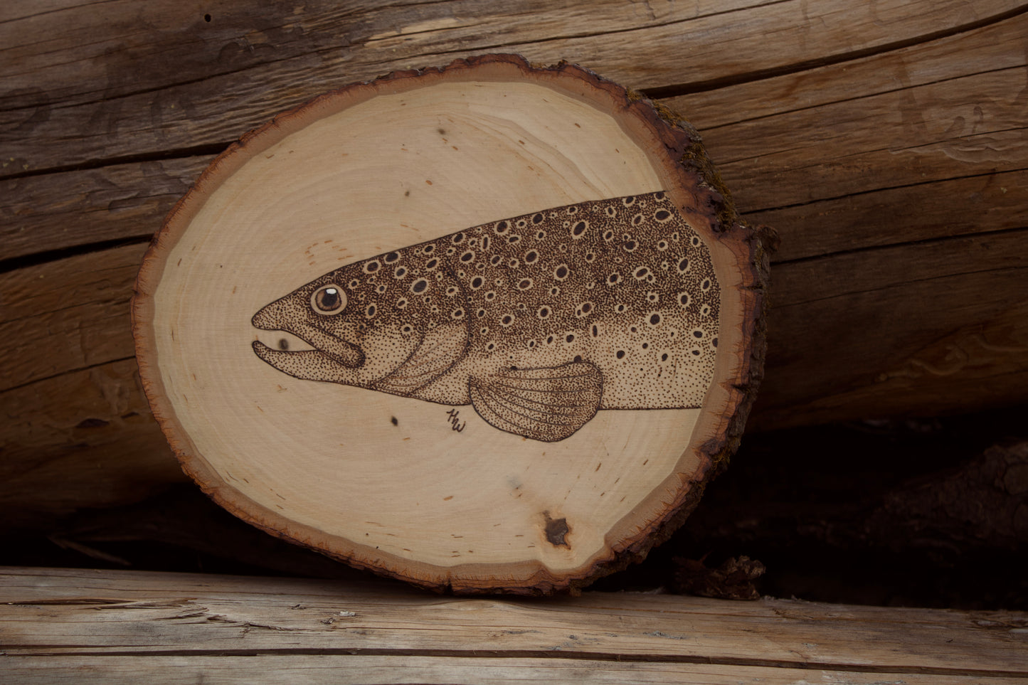 Brown trout face on small round