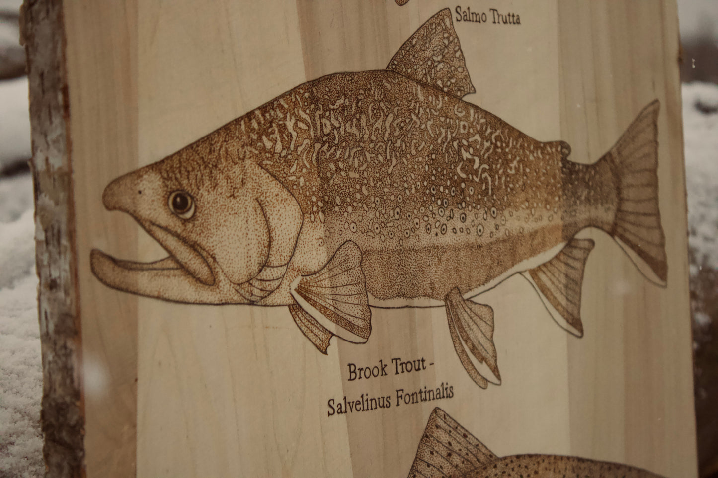Various Trout Species Art Piece. Brown Trout, Rainbow Trout, Brook Trout.