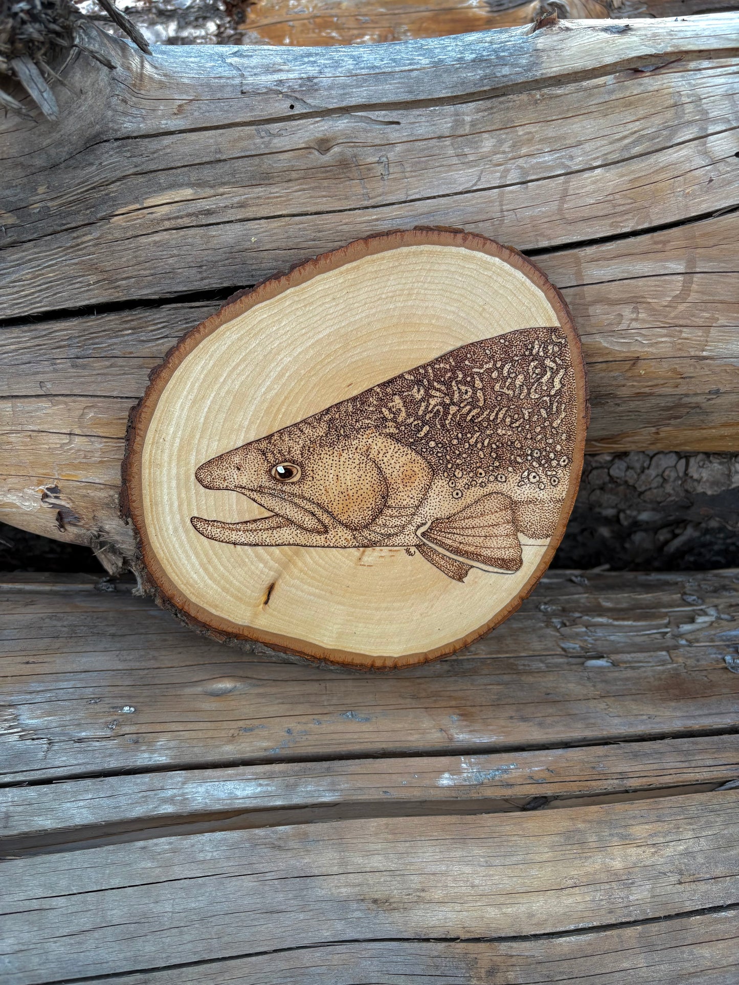 Brook trout face on small round