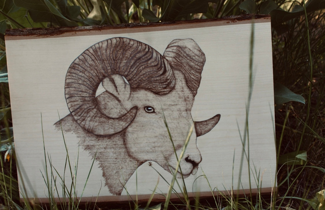 Bighorn Sheep Pyrography Piece