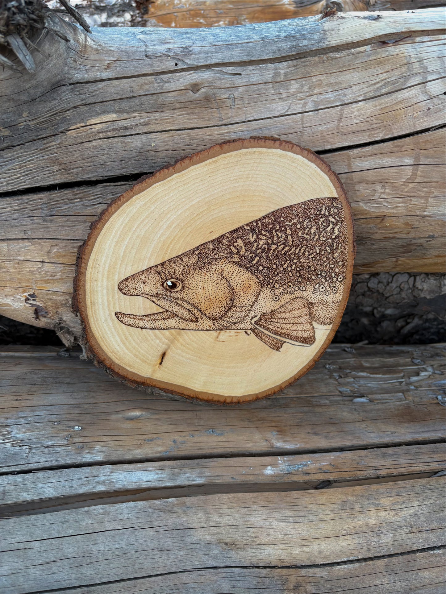 Brook trout face on small round