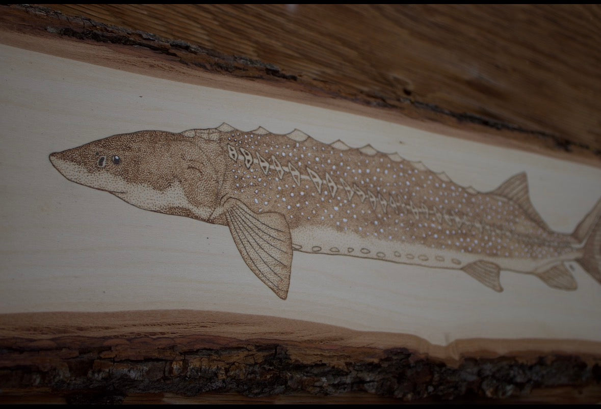 White Sturgeon