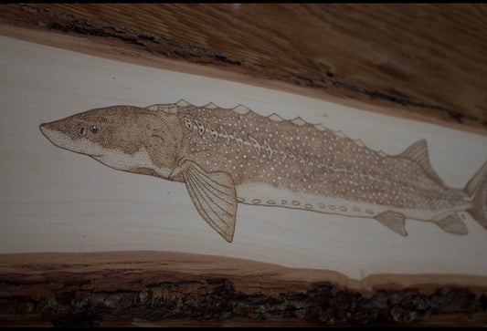 White Sturgeon