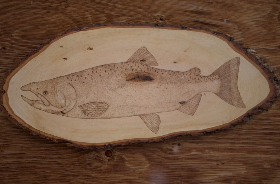 Coho Salmon