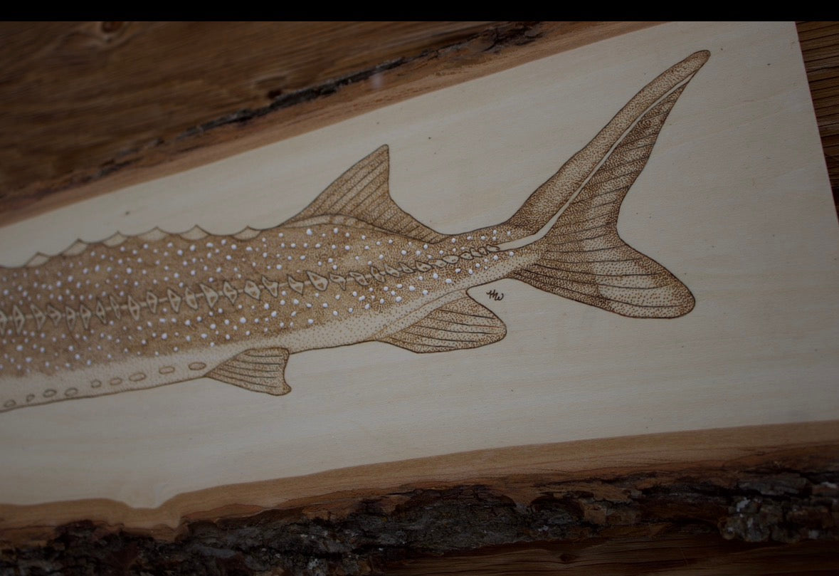White Sturgeon