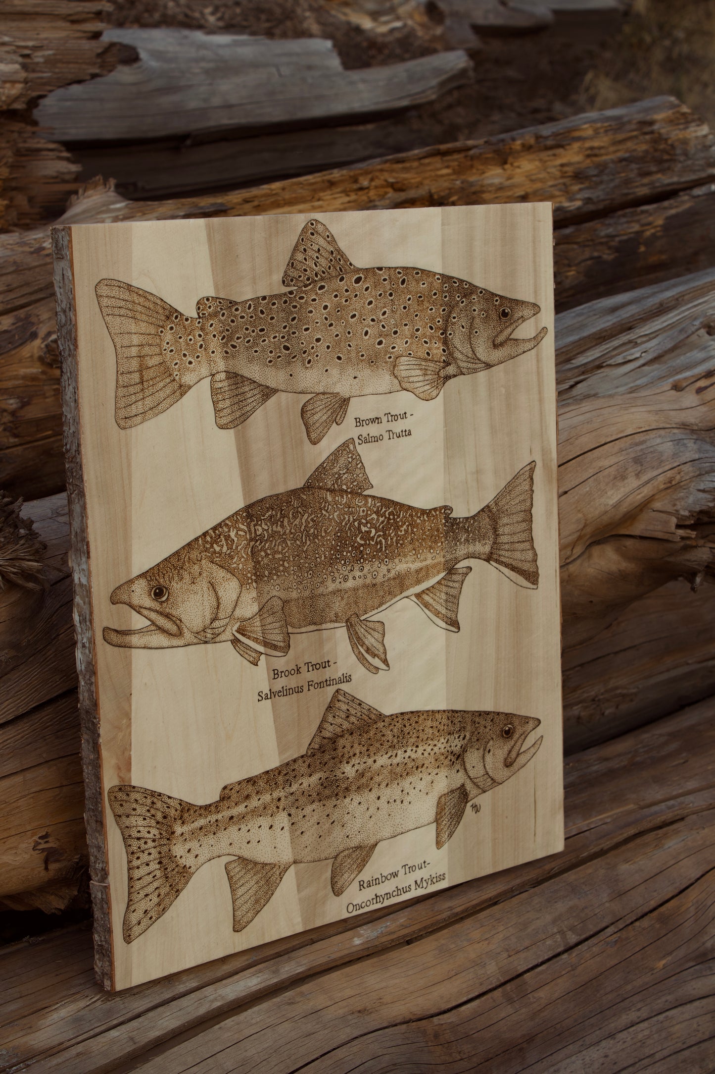Various Trout Species Art Piece. Brown Trout, Rainbow Trout, Brook Trout.