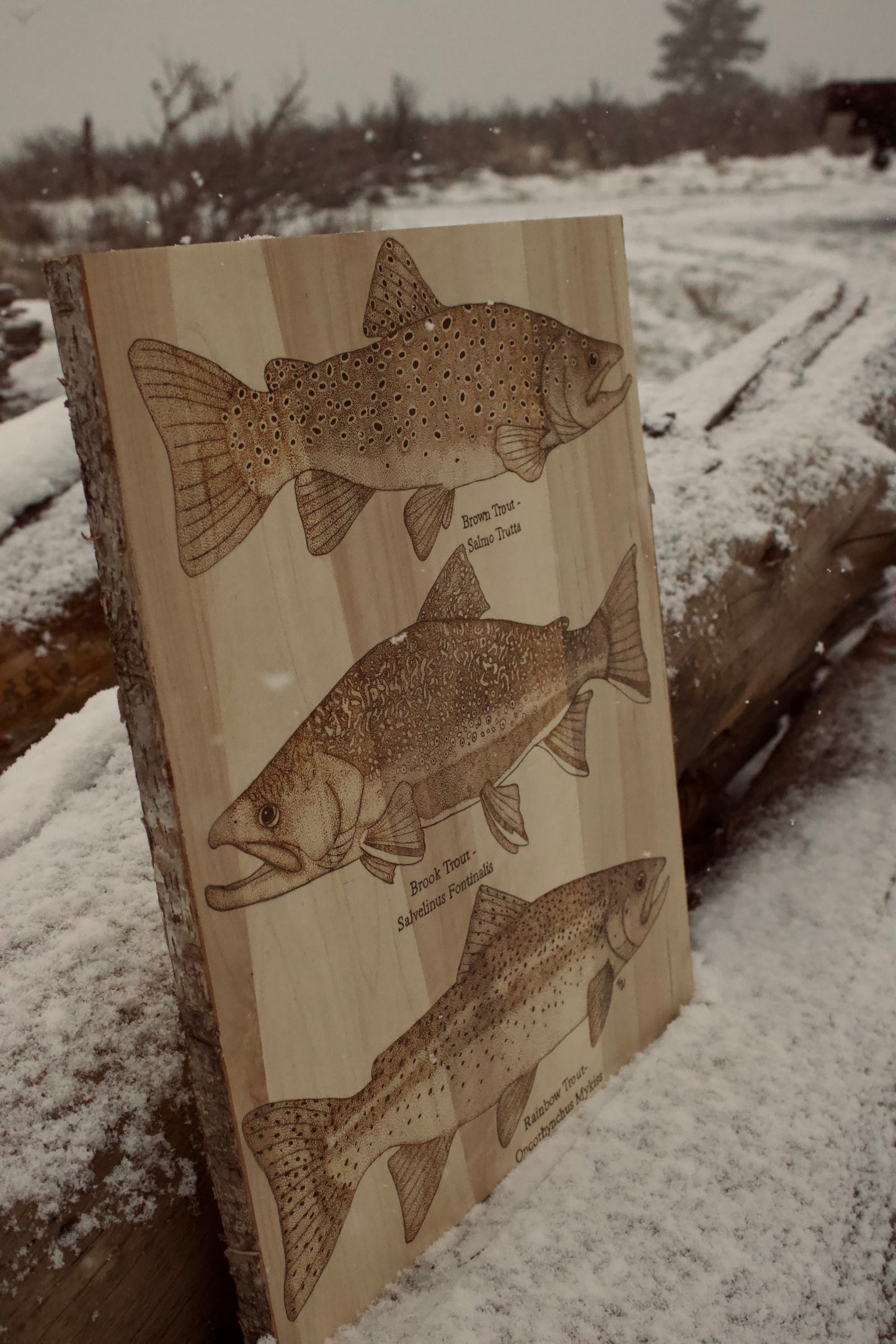 Various Trout Species Art Piece. Brown Trout, Rainbow Trout, Brook Trout.