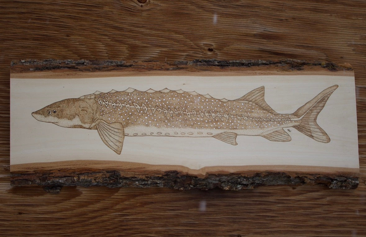 White Sturgeon