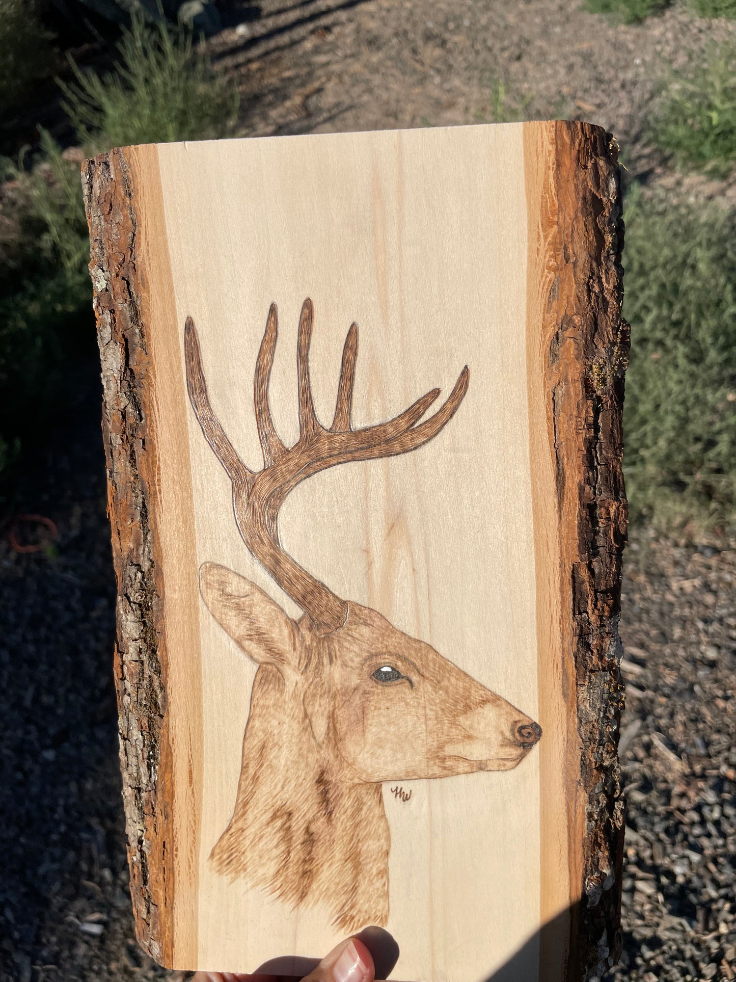 Whitetail Deer Pyrography Piece