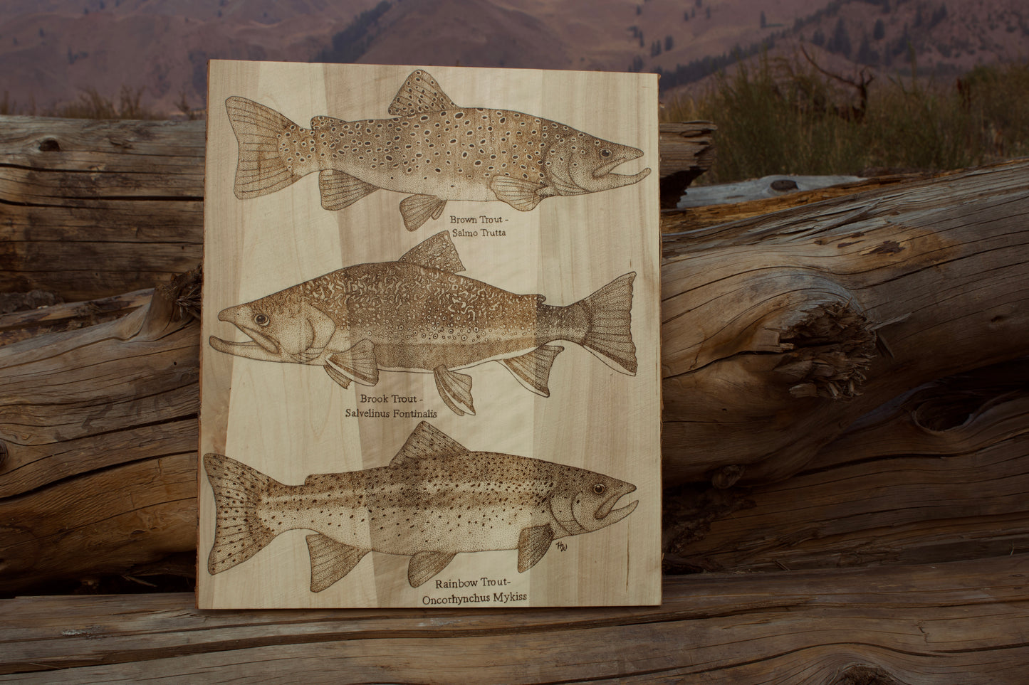 Various Trout Species Art Piece. Brown Trout, Rainbow Trout, Brook Trout.