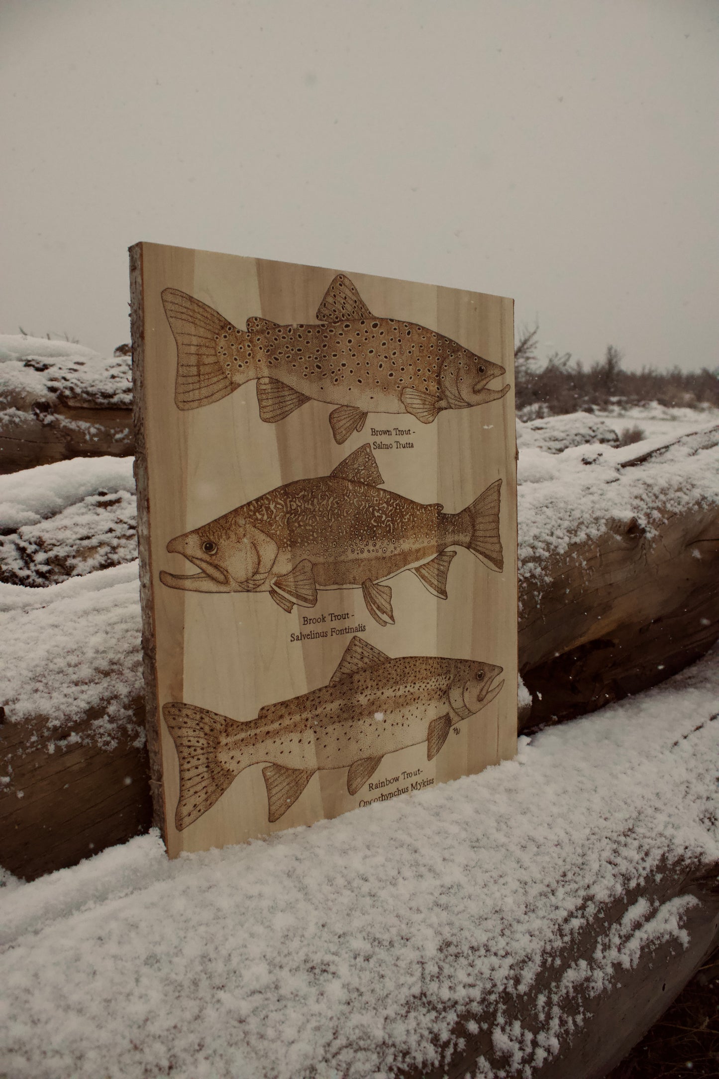 Various Trout Species Art Piece. Brown Trout, Rainbow Trout, Brook Trout.