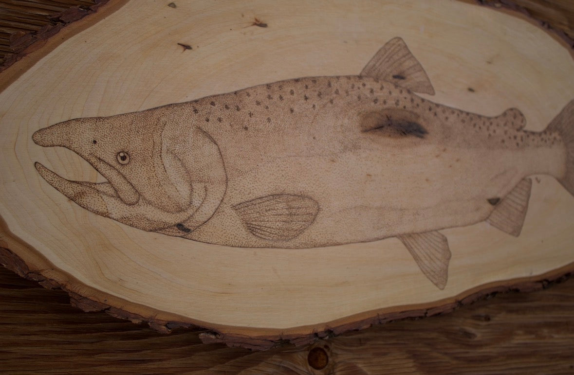 Coho Salmon