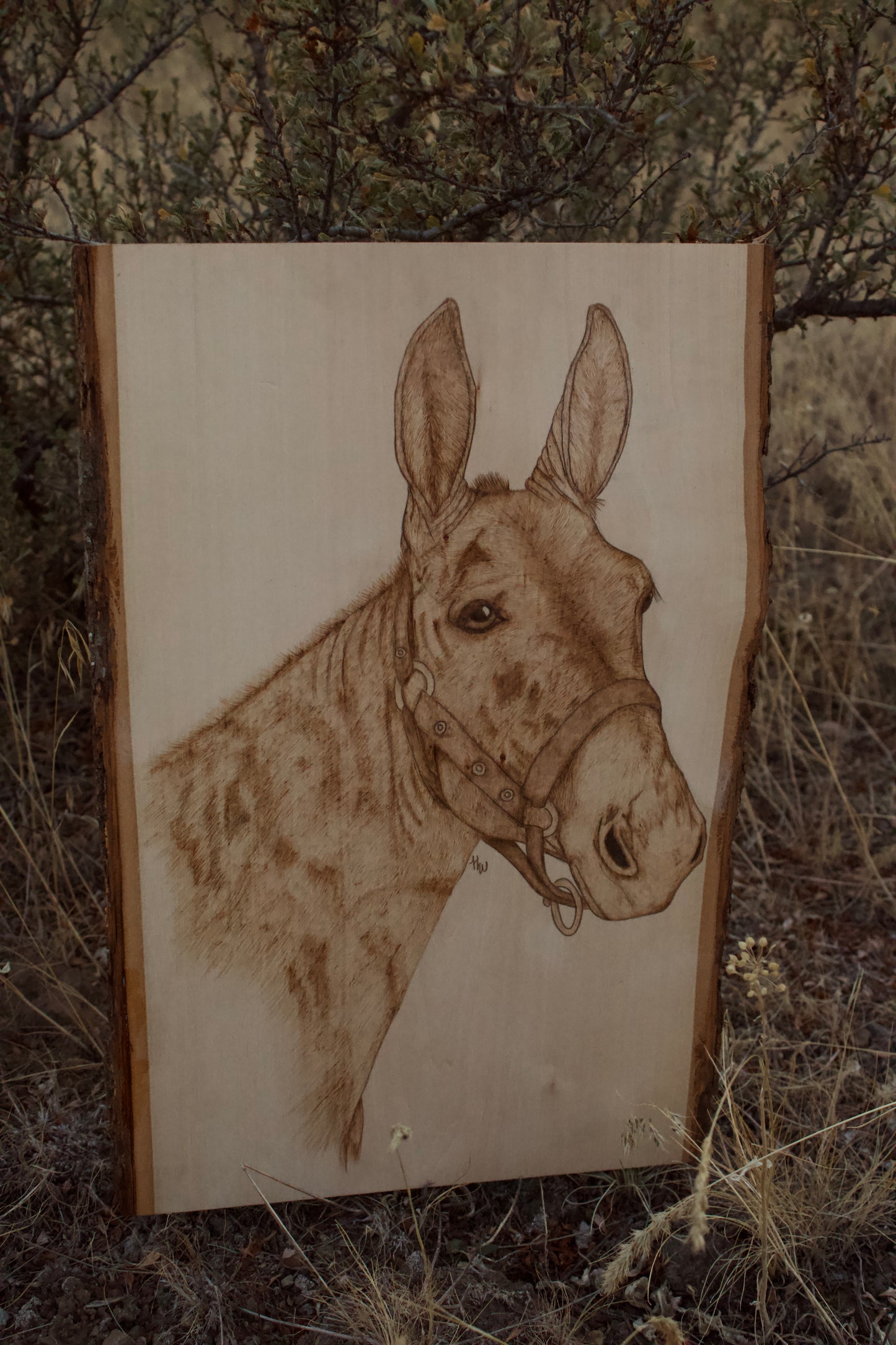 Mule Pyrography Piece