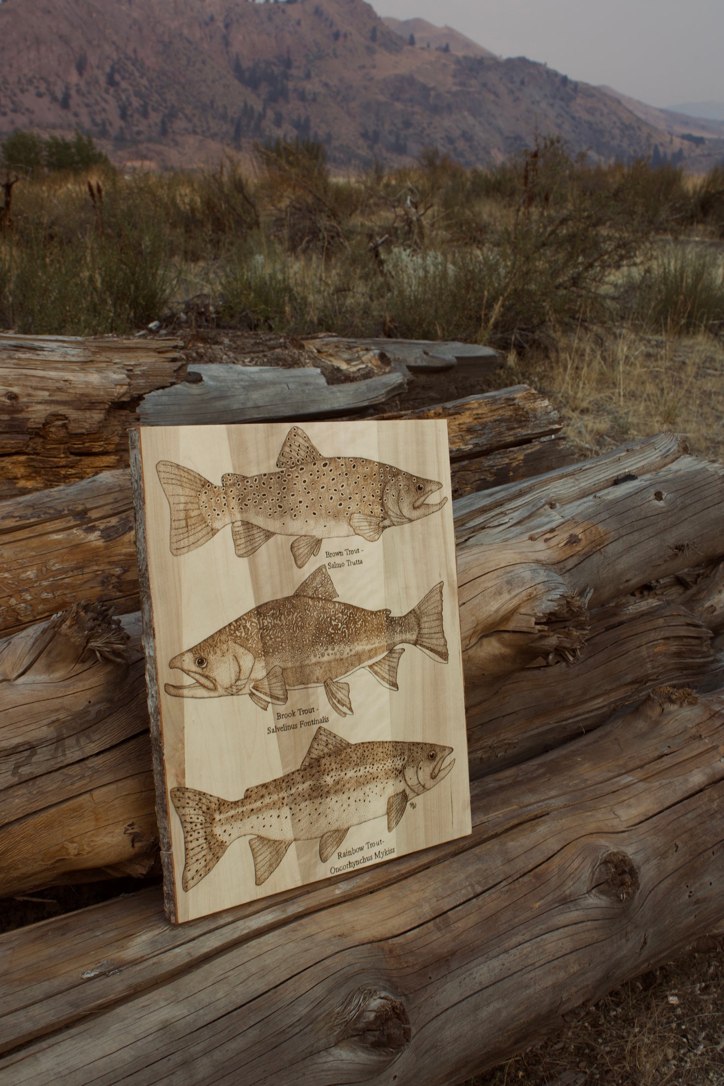 Various Trout Species Art Piece. Brown Trout, Rainbow Trout, Brook Trout.