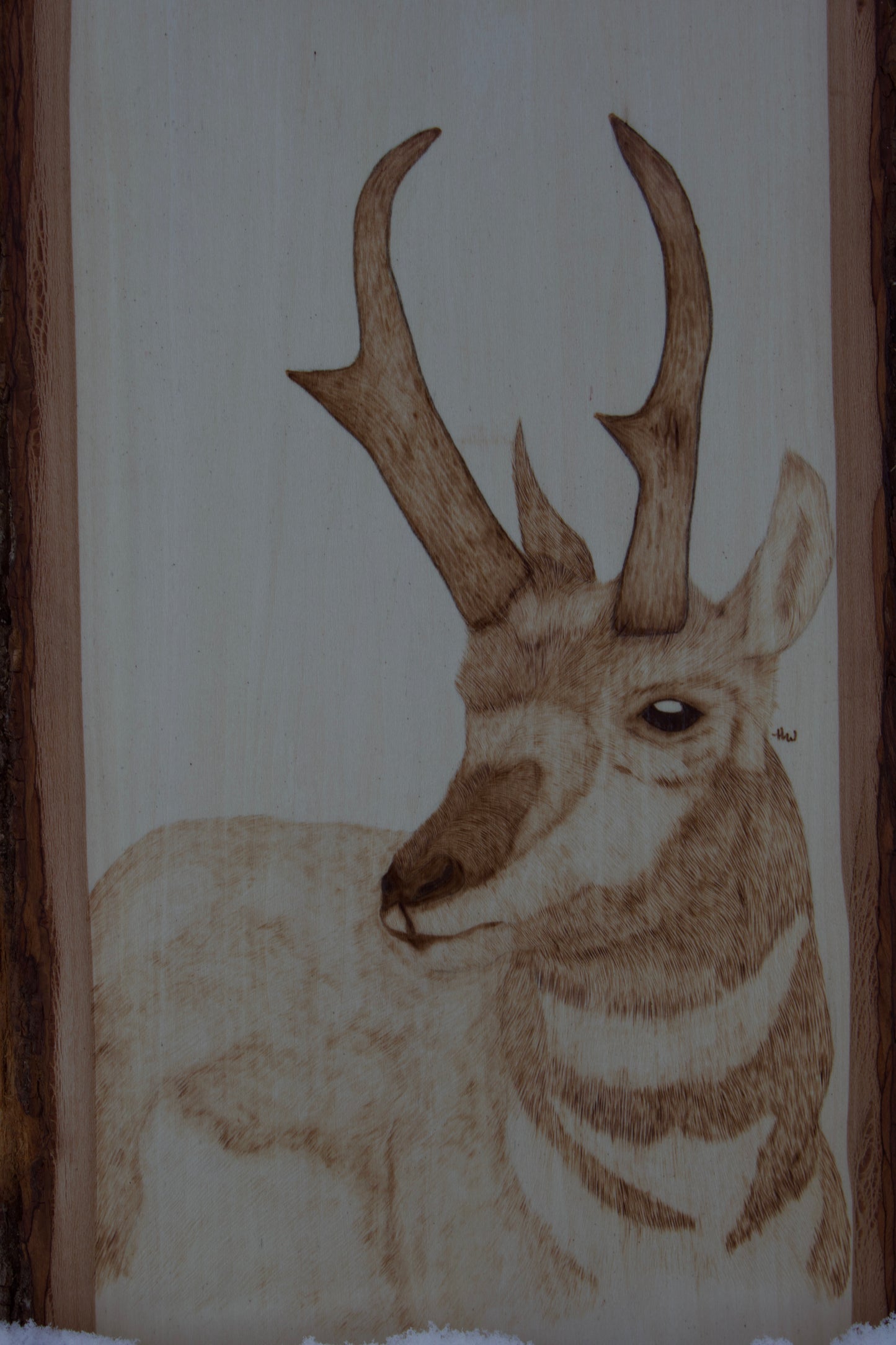 Pronghorn