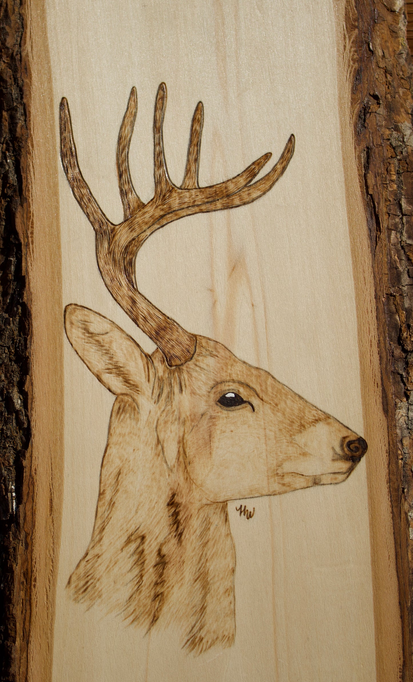 Whitetail Buck Side Portrait
