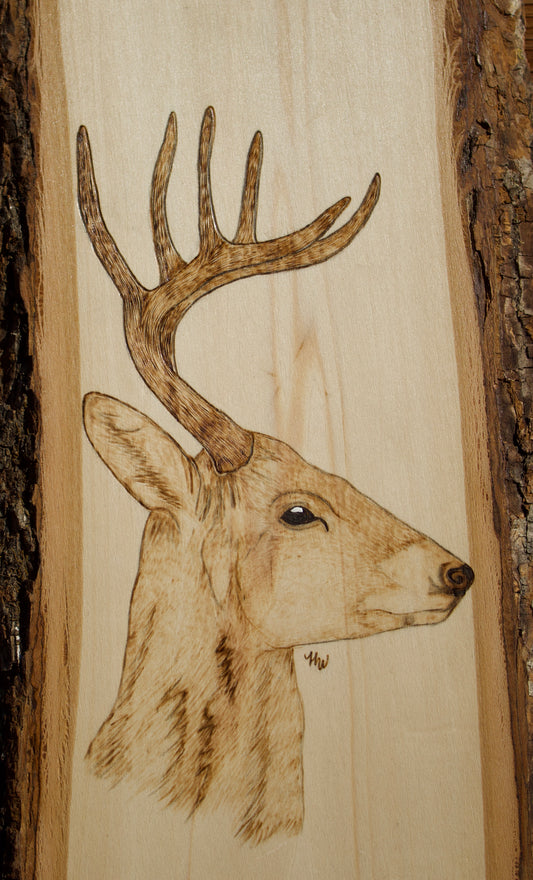Whitetail Buck Side Portrait
