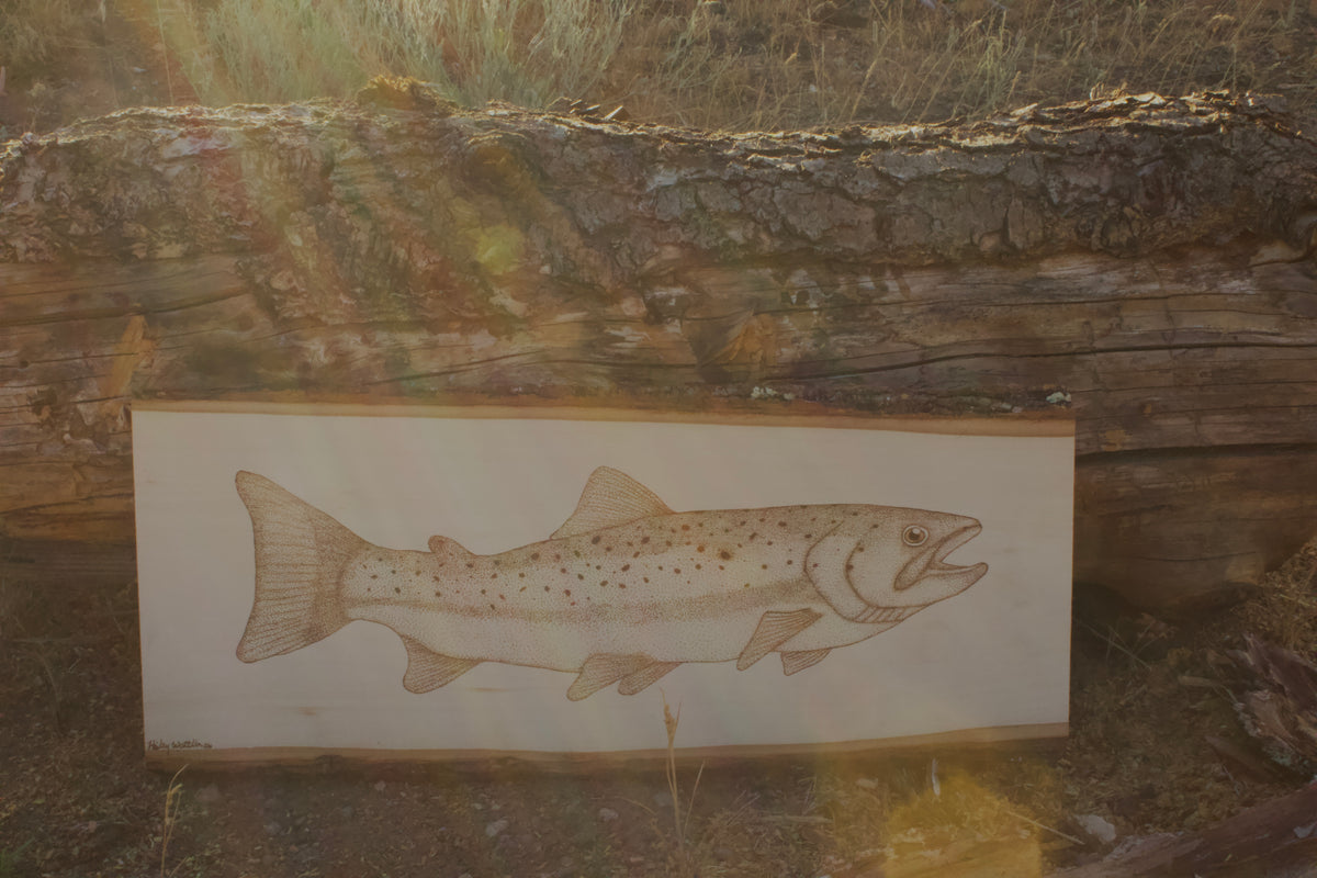 Rainbow Trout Portrait