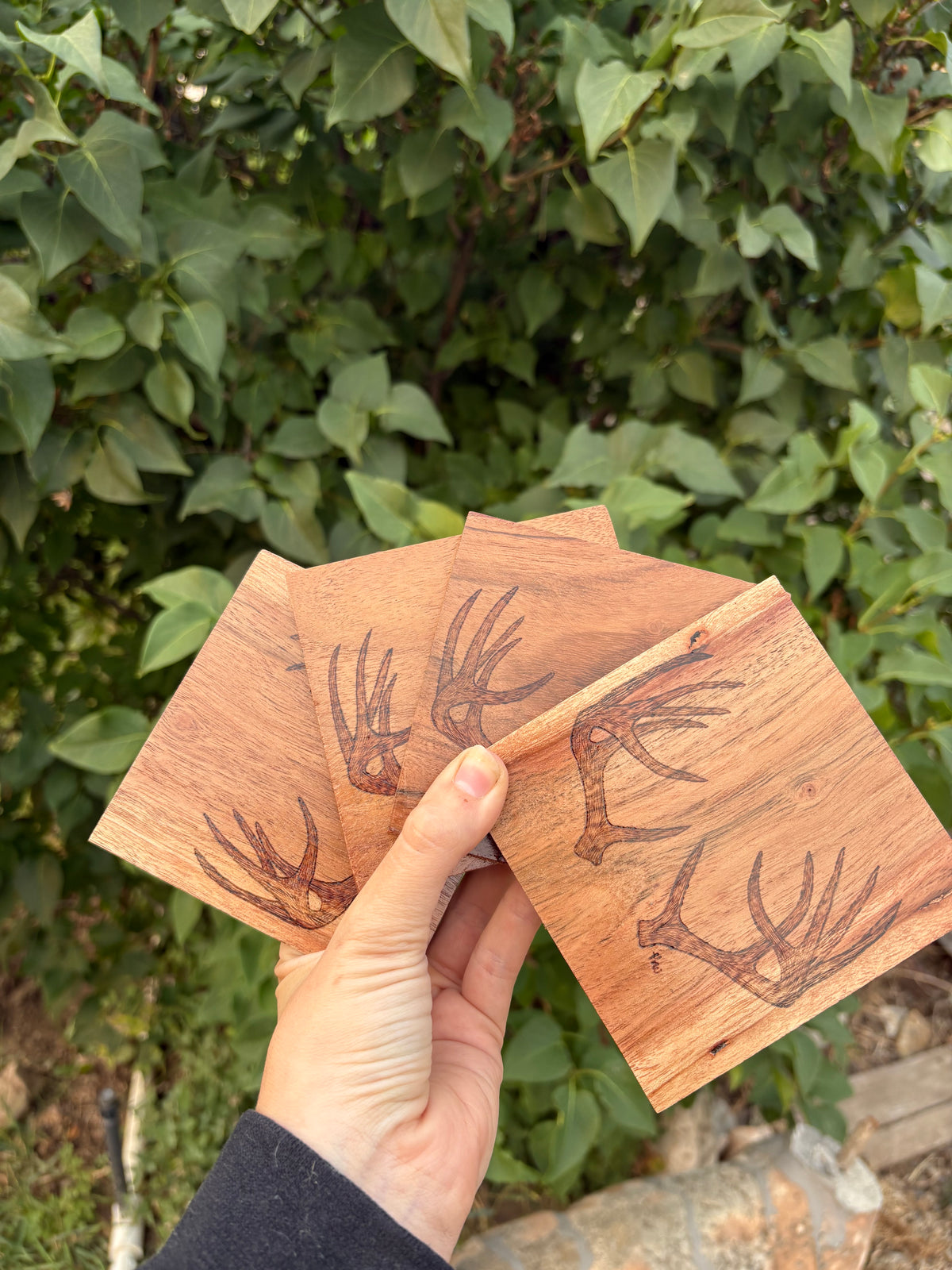 Mule Deer Antler Coasters