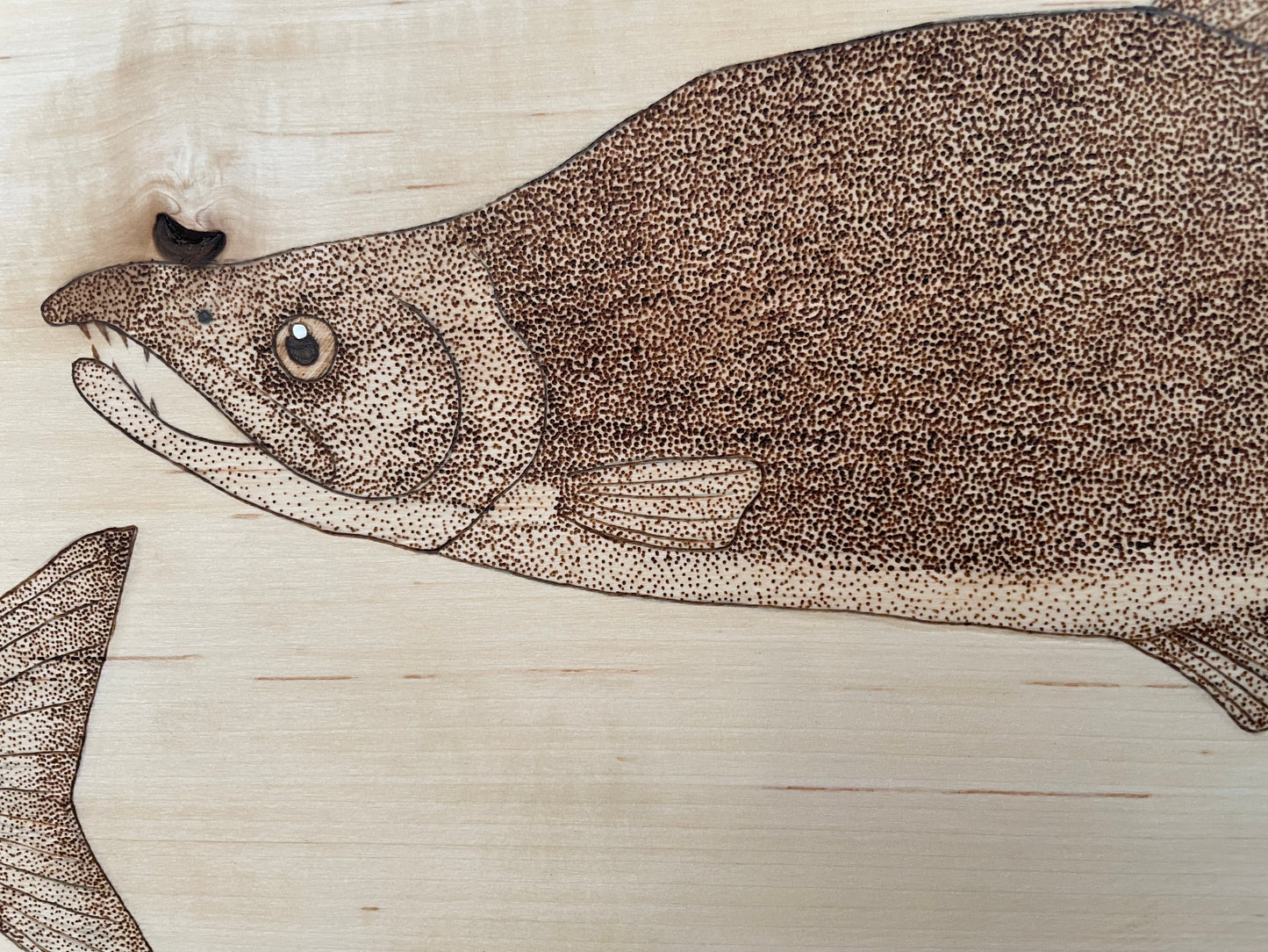 Spawning Sockeye Salmon Pyrography Piece