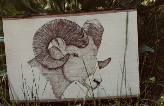 Bighorn Ram