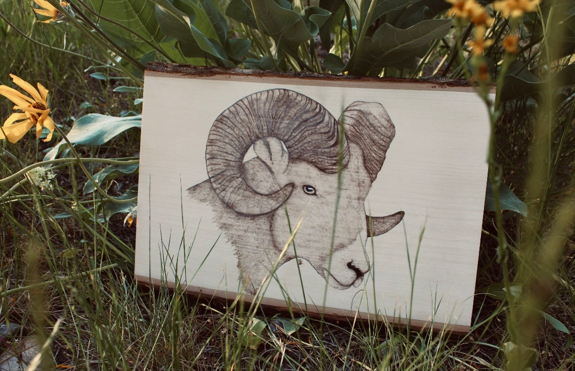 Bighorn Ram