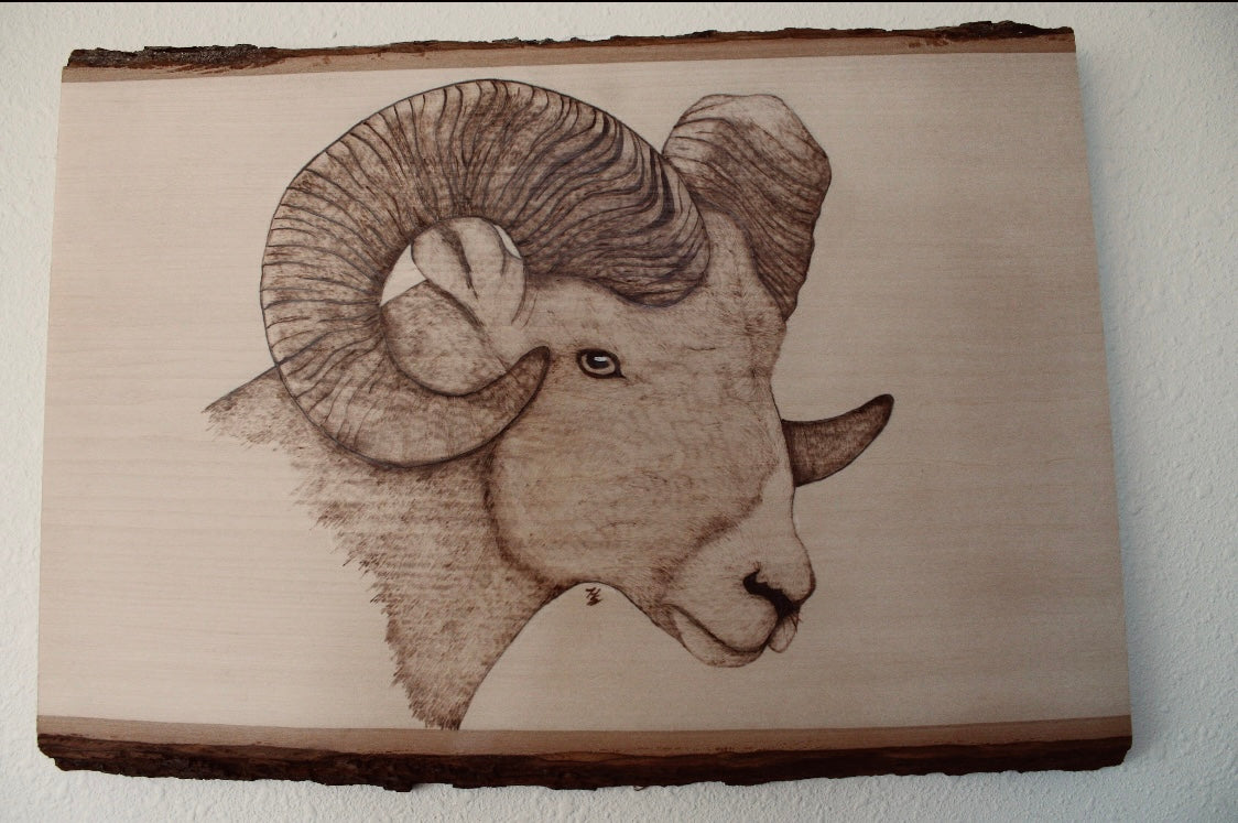 Bighorn Ram