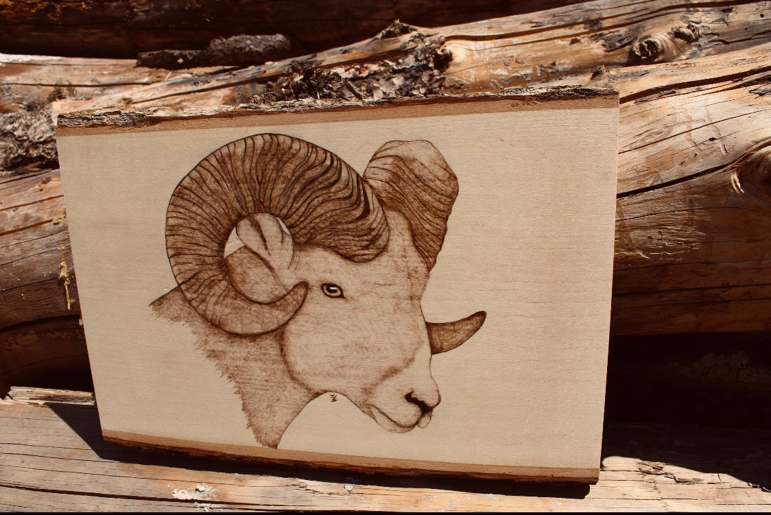 Bighorn Sheep Pyrography Piece
