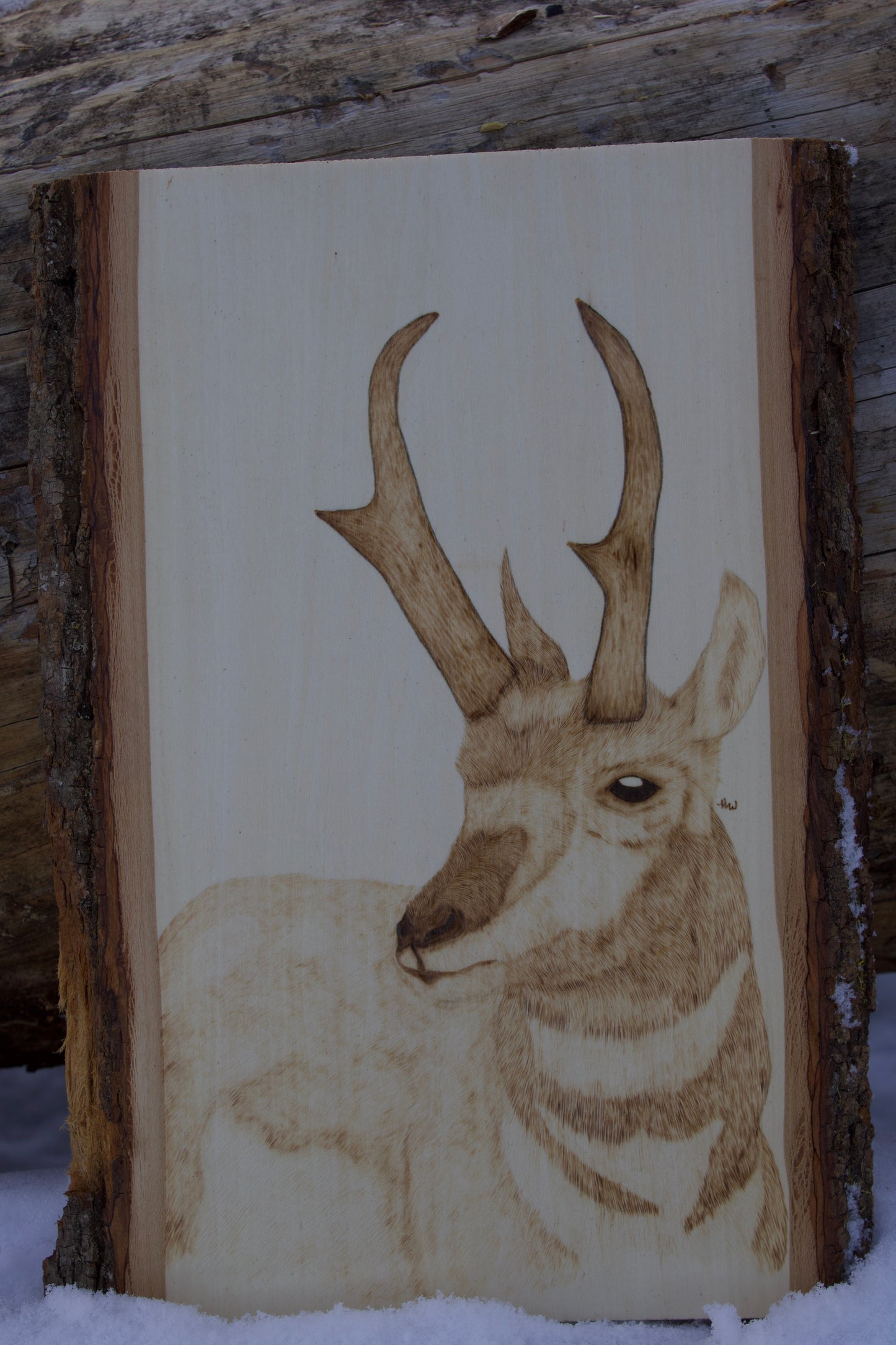 Pronghorn