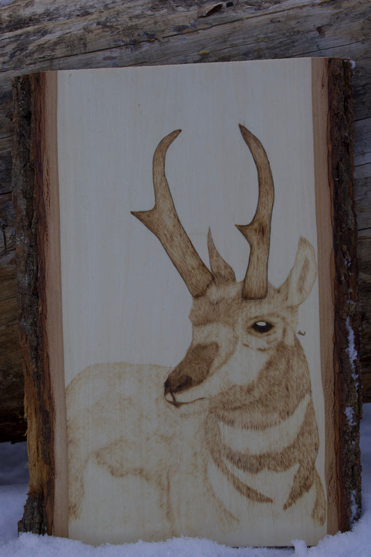 Pronghorn